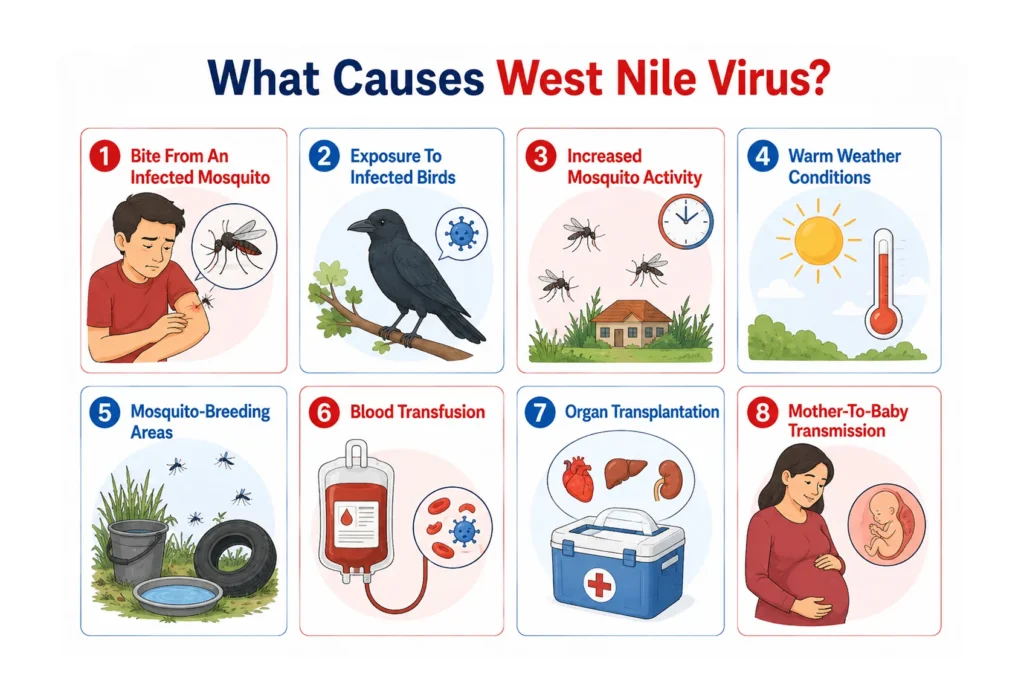 Infographic illustrating eight common causes of West Nile Virus transmission.