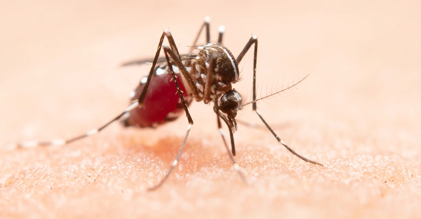 Can You Be Allergic To Mosquito Bites?