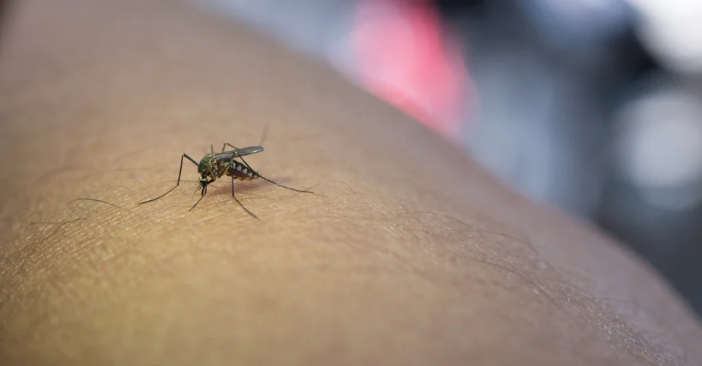 Close-up of a mosquito bite on skin, showing redness and swelling typical of insect bites.