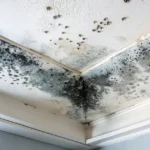 Black mold spreading on home ceiling.